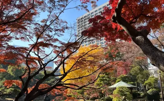 도쿄 단풍
